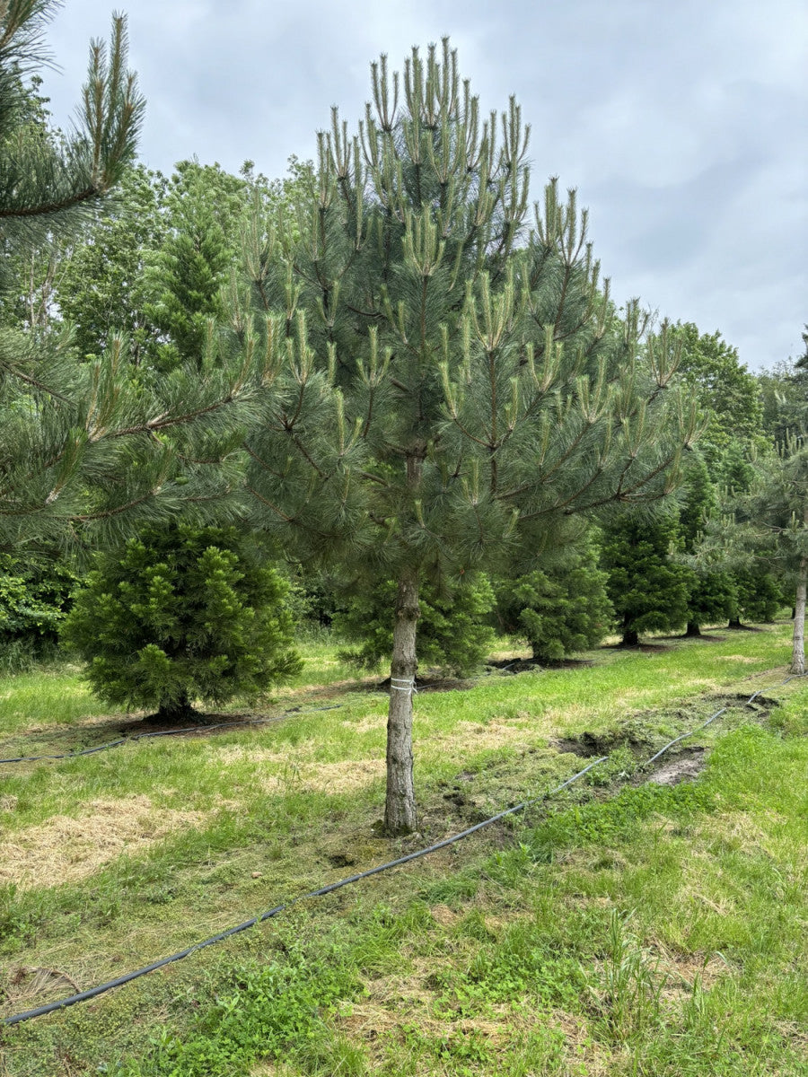Pinus nigra ssp. nigra , erhältlich von 40-60 bis 450-650 cm, ;;ab 0,55 Euro