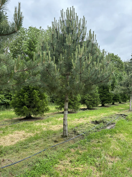 Pinus nigra ssp. nigra HkG 84702; winterhart; verfügbar in 4 Größen und Varianten;;ab 0,54 Euro