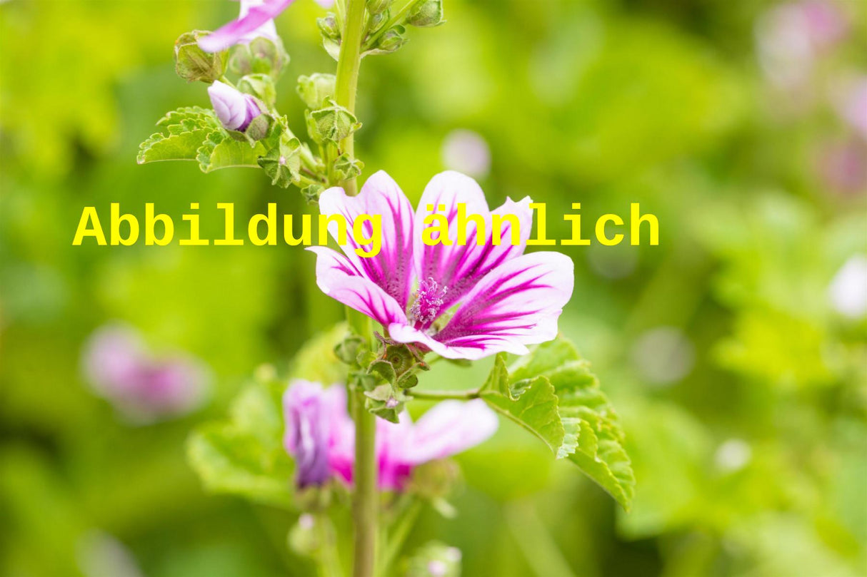 Genaues Foto für Malva sylvestris folgt; dieses ähnliche Bild dienst der Illustration von Wilde Malve, Roßpappel