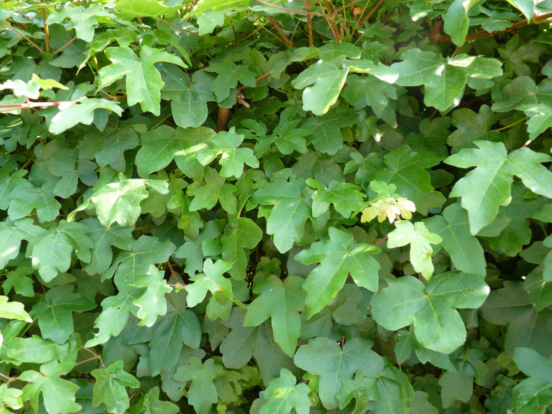 Acer campestre (Feldahorn)