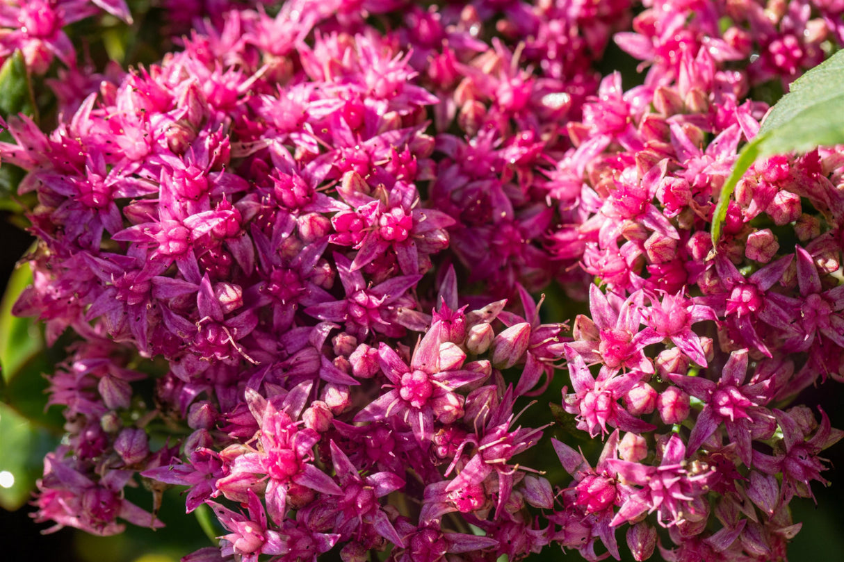 Sedum spectabile 'Carl' mit Blüte; Einsatz: , ;;ab 3,64 Euro