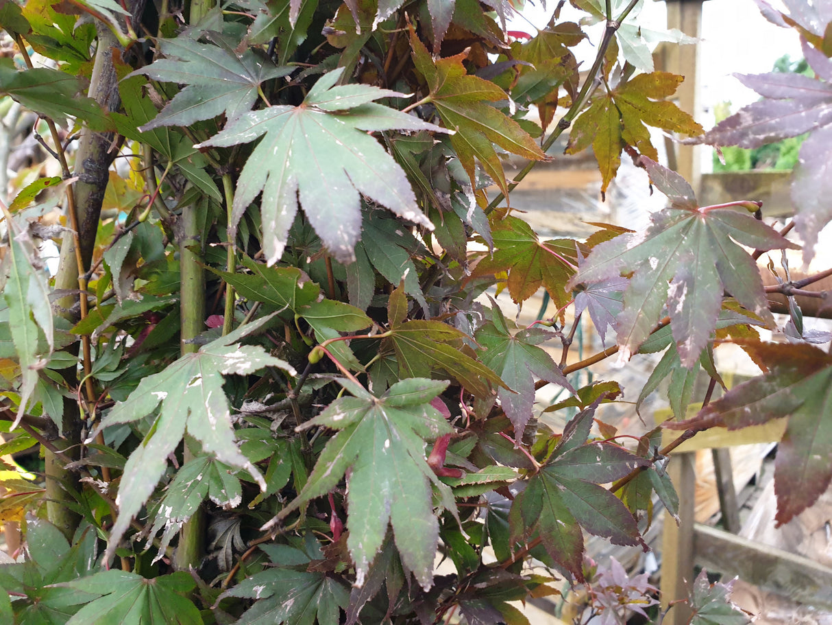 ahorn 'atropurpureum' mit Herbstlaub, erhältlich als: Solitär; Einsatz: Ziergehölz, kleinbleibend;;günstig mit Qualität