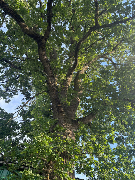 Quercus robur HkG 81708; Rinde; natürlich; Einsatzmöglichkeit z.B. : freie Landschaft; verfügbar in 8 Größen und Varianten;;ab 1,54 Euro