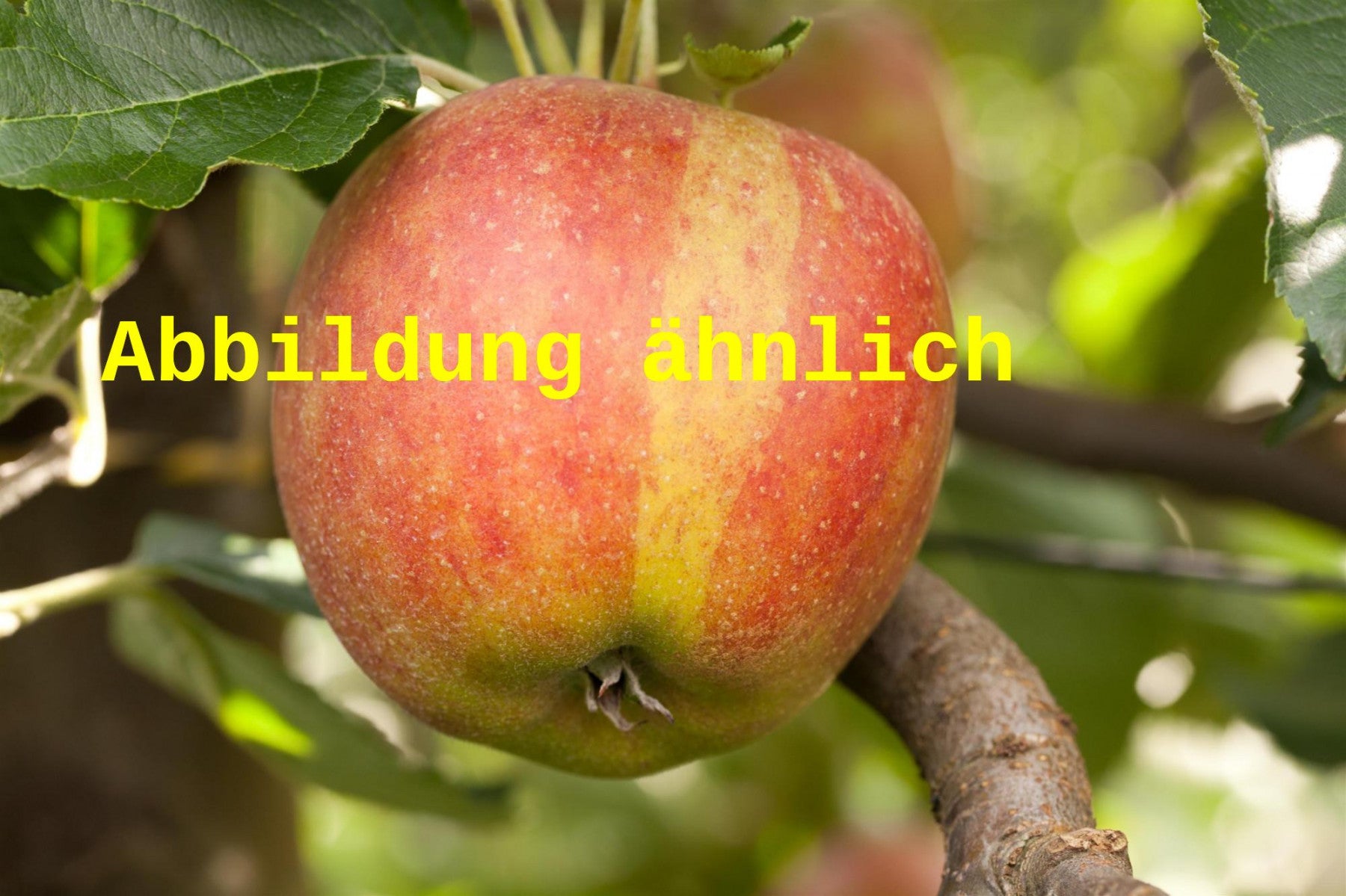 Malus 'Schweizer Orangenapfel' (Apfel 'Schweizer Orangenapfel' spät)
