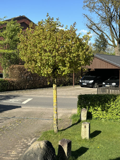 Acer platanoides 'Globosum'; kugelförmig; verfügbar in 10 Größen und Varianten;;ab 510,00 Euro