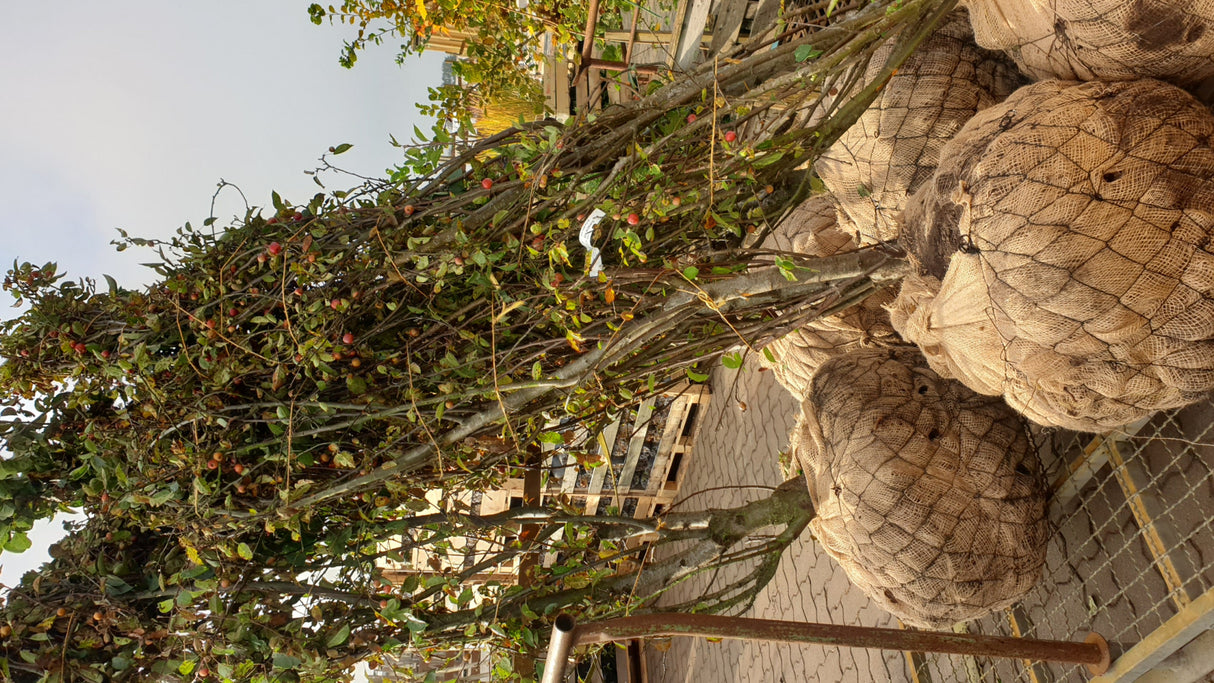 Malus 'Evereste'; vorbereitet für Versand; blütenpracht; Einsatzmöglichkeit z.B. : Kübel;;ab 20,70 Euro