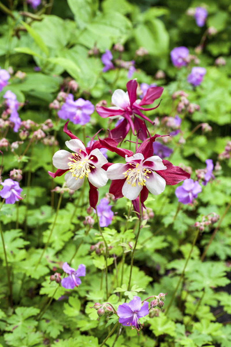 Aquilegia caerulea 'Biedermeier' mit Blüte; Einsatz: , ;;ab 3,36 Euro