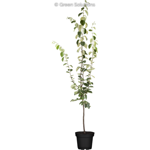 Cydonia 'Portugiesische' (Quitte 'Portugiesische')