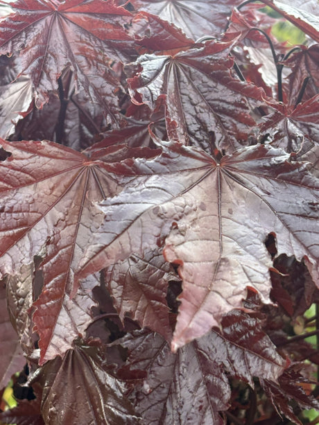 Acer platanoides 'Faassen's Black'; hier mit Belaubung; attraktives Laub; Einsatzmöglichkeit z.B. : Solitärgehölz; verfügbar in 10 Größen und Varianten;;ab 460,00 Euro