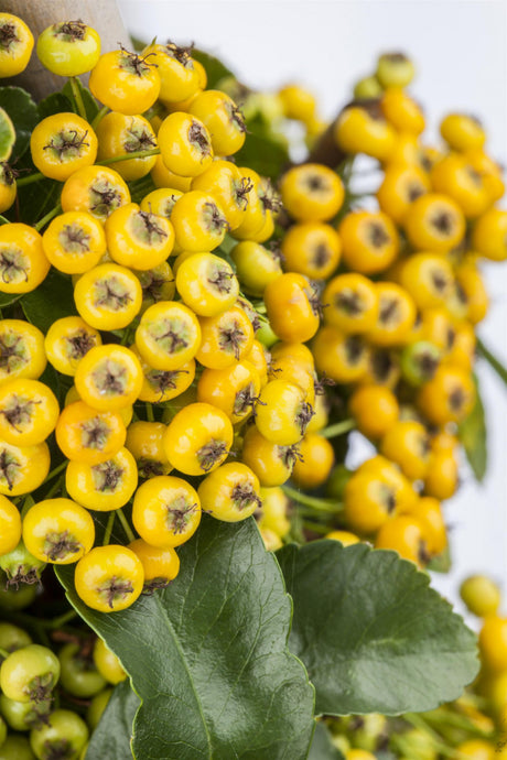 Pyracantha 'Soleil d'Or'; mit Früchten/Fruchtbehang; dekorative Früchte; Einsatzmöglichkeit z.B. : Bodendecker; verfügbar in 7 Größen und Varianten;;ab 20,50 Euro