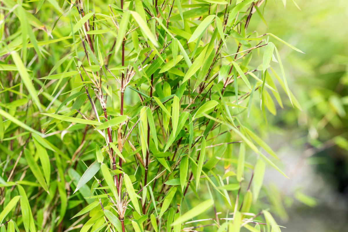 Heckenpflanzen Heckenpflanzen online kaufen aus Heckenpflanze Fargesia ' Jiuzhaigou 1' (Gartenbambus 'Jiuzhaigou 1') – Mitteldeutsche-Baumschulen
