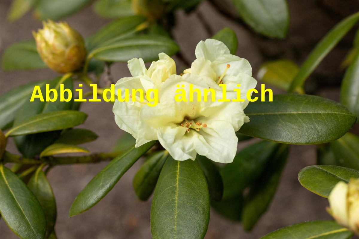 Rhododendron williams.'Rothenburg' I (Williams.-Rhododendron 'Rothenburg')  hier gnstig kaufen  Mitteldeutsche-Baumschulen