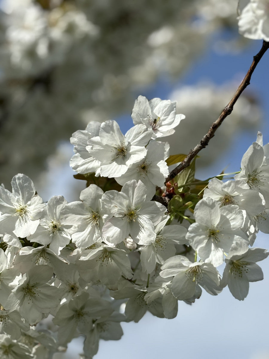 Japan. Maienkirsche; hier mit Blüte; zierwert; Einsatzmöglichkeit z.B. : solitärpflanze; erhältlich von 60-100 bis 450-650 cm;;hier kaufen