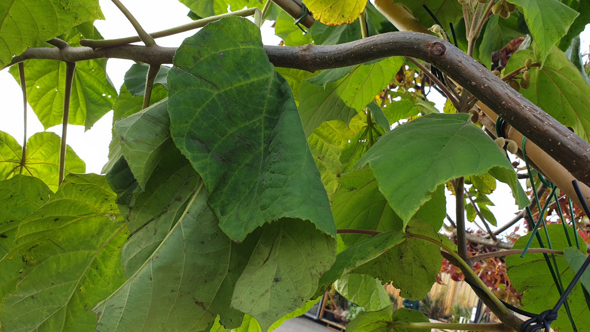 Blauglockenbaum mit Sommerbelaubung, verfügbar in 10 Größen und Varianten; Einsatz: Holzproduktion, blüht vor dem Austrieb;;hier kaufen
