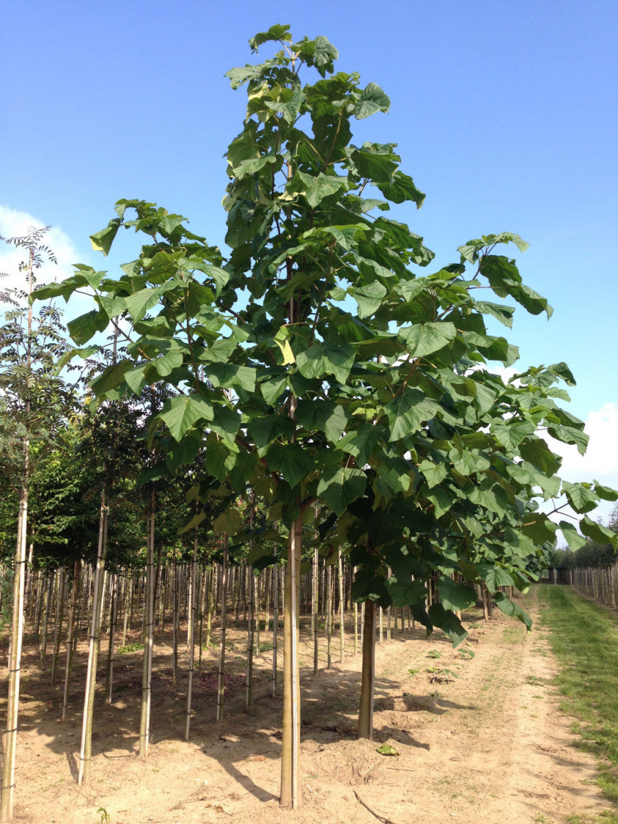 Paulownia tomentosa , erhältlich von 270-330 bis 450-650 cm, ;;ab 279,00 Euro