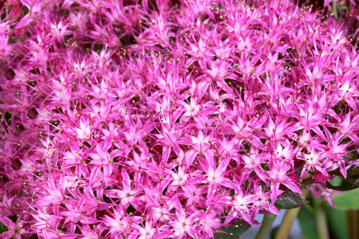 Sedum telephium 'Munstead Dark Red' mit Blüte; Einsatz: , ;;ab 4,20 Euro
