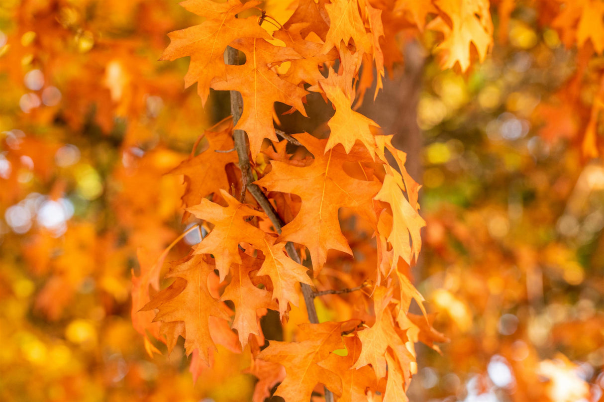Traubeneiche mit Herbstlaub, erhältlich als: Sämling, verschulte Heister, Hochstamm, Heister, leichte Heister; Einsatz: Waldgarten, schattentolerant;;günstig mit Qualität