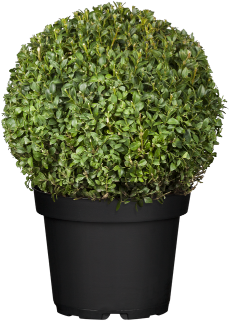 Löffel-Ilex; in Einzelansicht; winterhart; Einsatzmöglichkeit z.B. : Hecke; erhältlich von 30-35 bis 100-125 cm;;hier kaufen