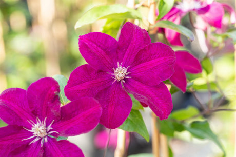 Clematis 'Ernest Markham'; hier mit Blüte; winterhart; Einsatzmöglichkeit z.B. : Rankgerüst; erhältlich von 100-150 bis 100-150 cm;;ab 49,30 Euro