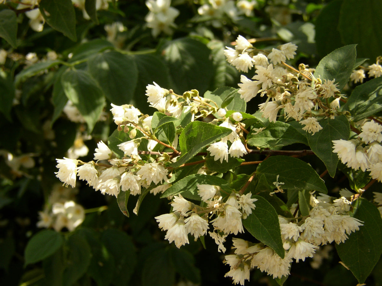 Deutzia scabra 'Plena' mit Blüte, erhältlich von 40-60 bis 200-250 cm; Einsatz: , ;;ab 3,60 Euro