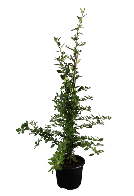 Pyracantha 'Kasan'; hier im Topf; starkwüchsig; Einsatzmöglichkeit z.B. : Hecke; verfügbar in 6 Größen und Varianten;;ab 20,50 Euro