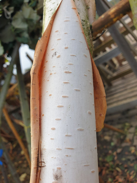 Himalayabirke; Rinde; weißer Stamm; Einsatzmöglichkeit z.B. : Hecke; erhältlich von 125-150 bis 450-650 cm;;hier kaufen