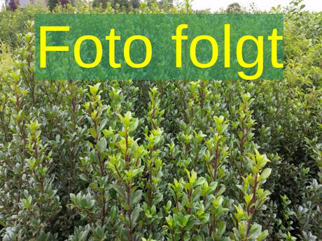 Ilex meserveae 'China Girl'; Bild wird ergänzt; winterhart; Einsatzmöglichkeit z.B. : Hecke; verfügbar in 3 Größen und Varianten;;ab 39,00 Euro