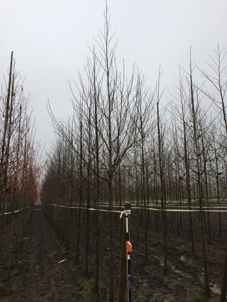 Grauerle; hier mit Winterlaub; schnellwüchsig; Einsatzmöglichkeit z.B. : Trockenheitstolerante Pflanze; erhältlich von 50-80 bis 450-650 cm;;hier kaufen