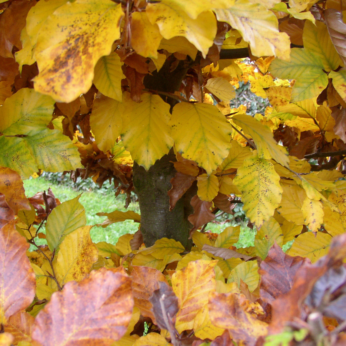 fagus multinervis Fagus sylvatica (Rotbuche) hier günstig kaufen – Mitteldeutsche-Baumschulen