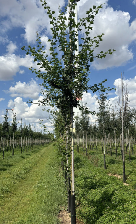 Echter Rotdorn; pflegeleicht; erhältlich von 100-125 bis 450-650 cm;;hier kaufen