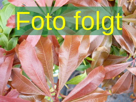 Pieris japonica 'Flamingo'; Bild wird ergänzt; winterhart; Einsatzmöglichkeit z.B. : Einzelstellung; verfügbar in 7 Größen und Varianten;;ab 23,60 Euro