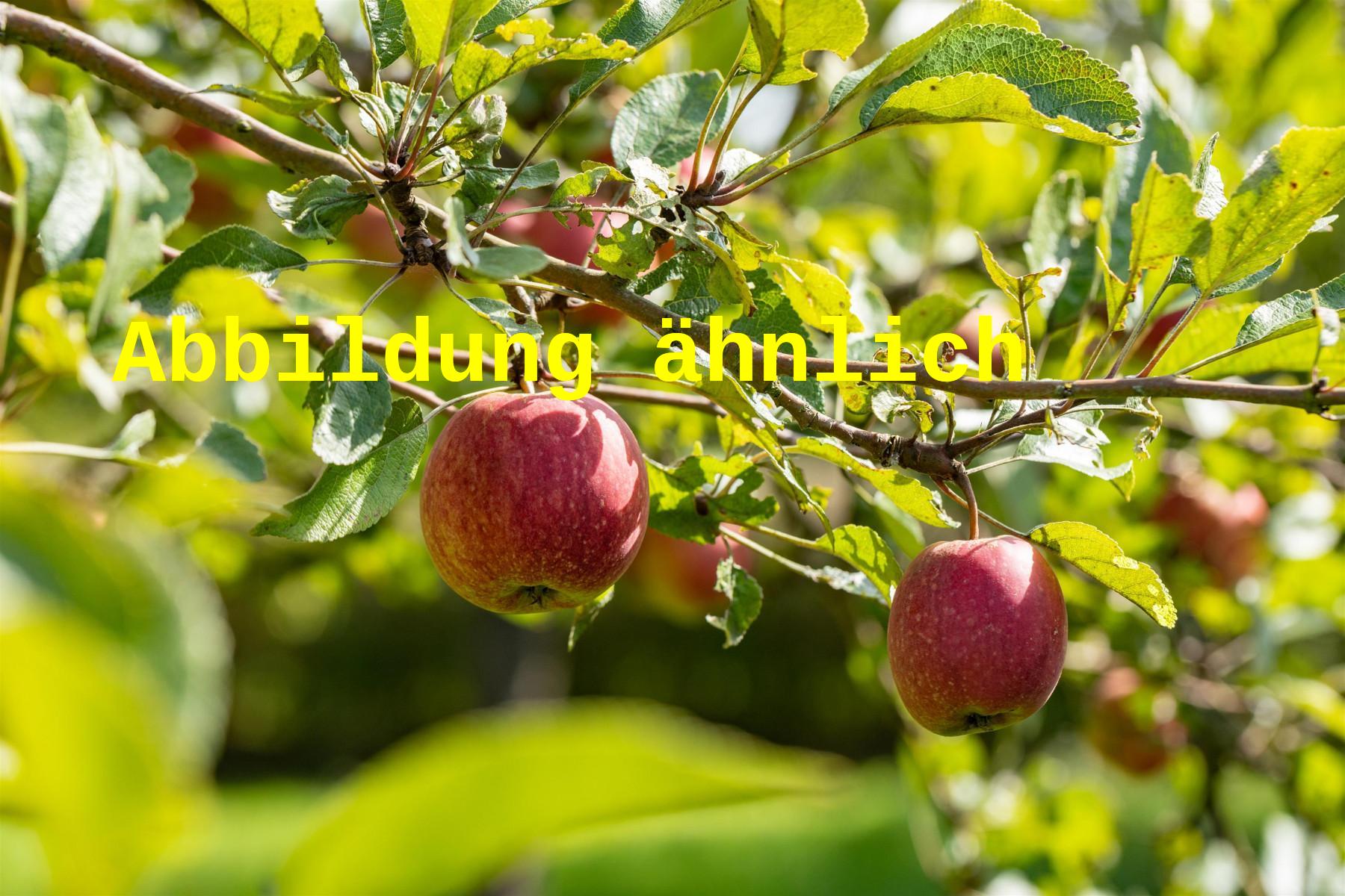 Malus 'Rebella' -S (Apfel 'Rebella' -S-)