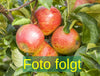 Malus 'Gala' (Apfel 'Gala' mittel)