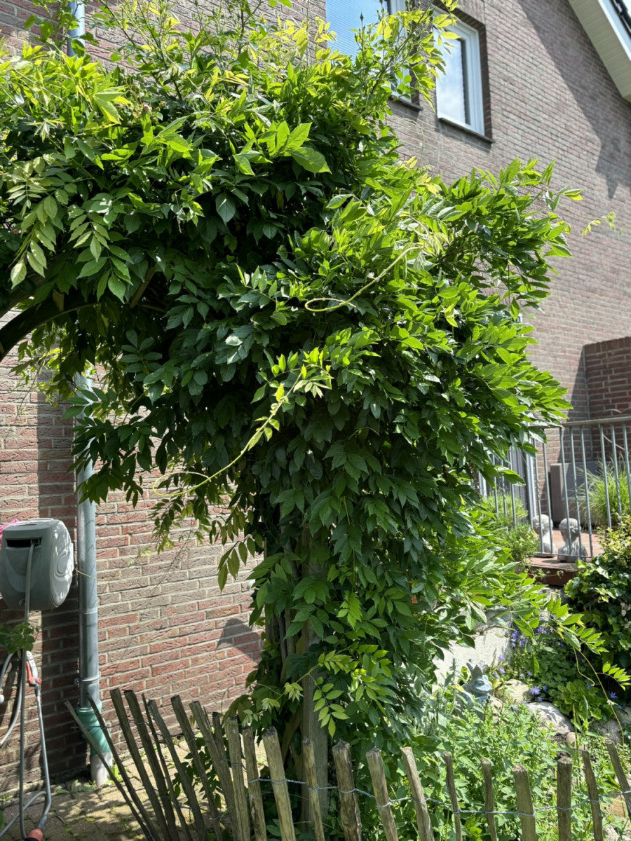 chin. blauregen Wisteria sinensis (Chin.Blauregen) hier günstig kaufen –  Mitteldeutsche-Baumschulen