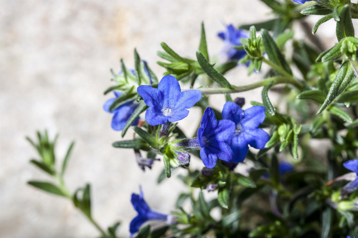 Buglossoides purpurocaerulea mit Blüte; Einsatz: , ;;ab 3,26 Euro