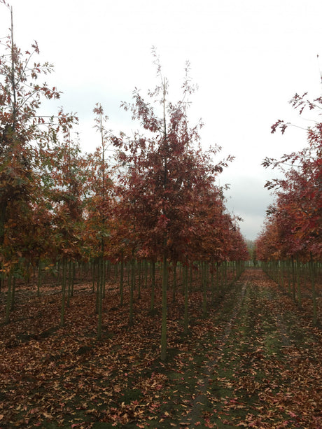 Sumpf-Eiche; hier mit Herbstlaub; attraktive Herbstfärbung; Einsatzmöglichkeit z.B. : Alleenbäume; erhältlich von 125-150 bis 450-650 cm;;hier kaufen