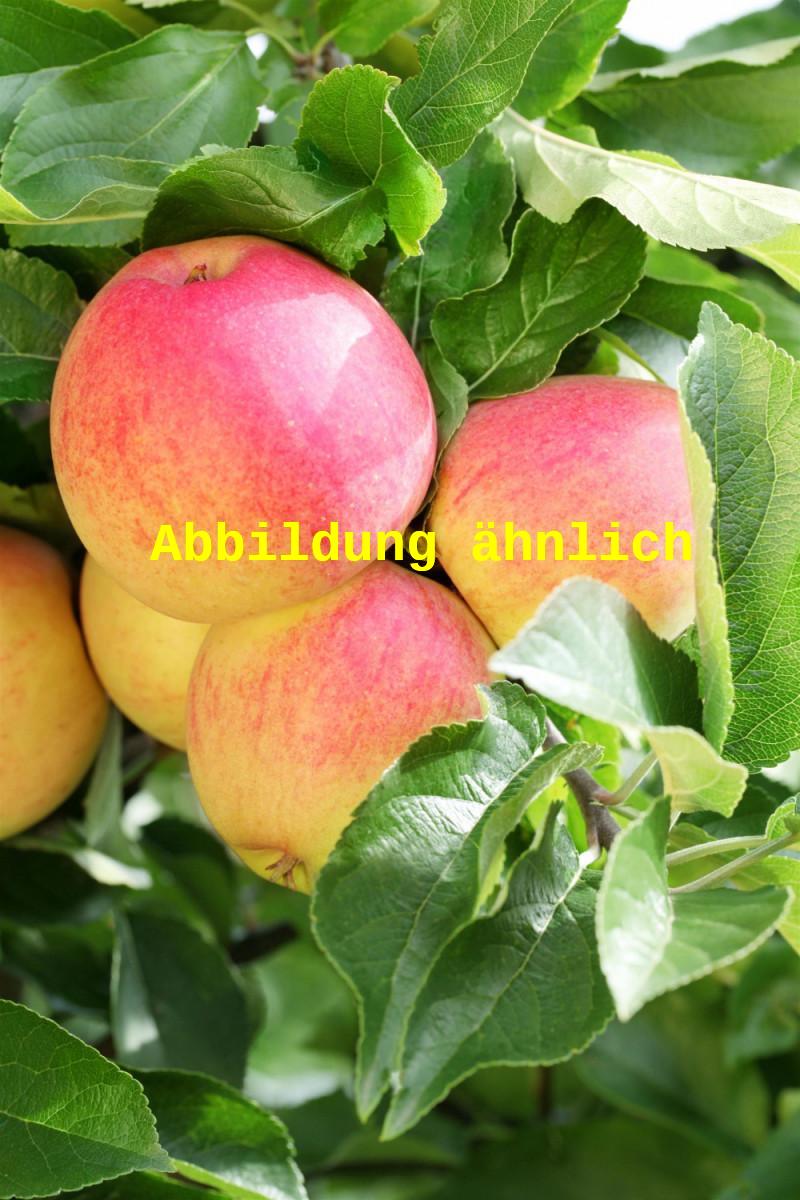 Genaues Foto für Malus 'Dülmener Herbstrosenapfel' folgt; dieses ähnliche Bild dienst der Illustration von Apfel 'Dülmener Herbstrosenapfel' mittel