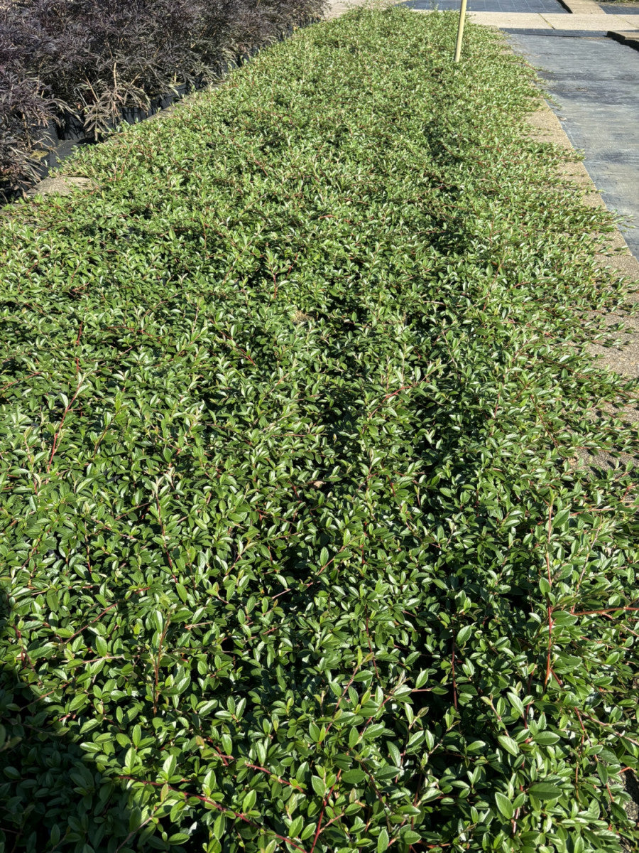 Kriechmispel 'Radicans' , verfügbar in 2 Größen und Varianten, pflegeleicht;;hier kaufen