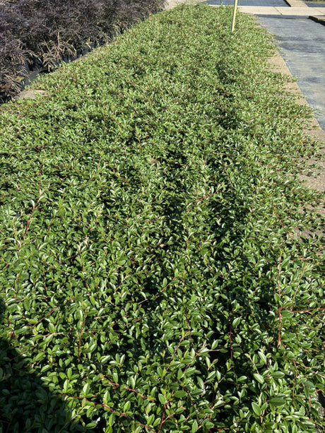 Kriechmispel 'Radicans'; winterhart; erhältlich von 20-30 bis 30-40 cm;;hier kaufen