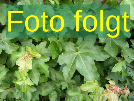 Acer platanoides 'Columnare'; Bild wird ergänzt; säulenförmig; Einsatzmöglichkeit z.B. : Alleenbaum; verfügbar in 13 Größen und Varianten;;ab 291,00 Euro