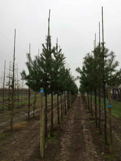Pinus sylvestris HkG 85112; winterhart; verfügbar in 3 Größen und Varianten;;ab 0,51 Euro