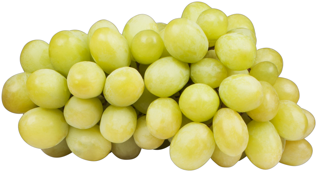 Vitis 'Perle von Zala' mit Früchten, erhältlich von 80-100 bis 80-100 cm; Einsatz: , ;;ab 16,20 Euro