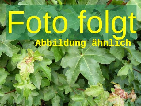 Genaues Foto für Acer platanoides 'Fairview' folgt; dieses ähnliche Bild dient der Illustration von Spitzahorn 'Fairview'