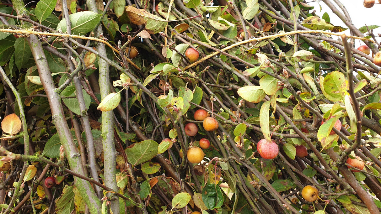Apfelbaum 'Evereste'; vorbereitet für Versand; pflegeleicht; Einsatzmöglichkeit z.B. : Heckenpflanze; erhältlich mit Stammumfang von 12-14 bis 20-25 cm;;günstig mit Qualität