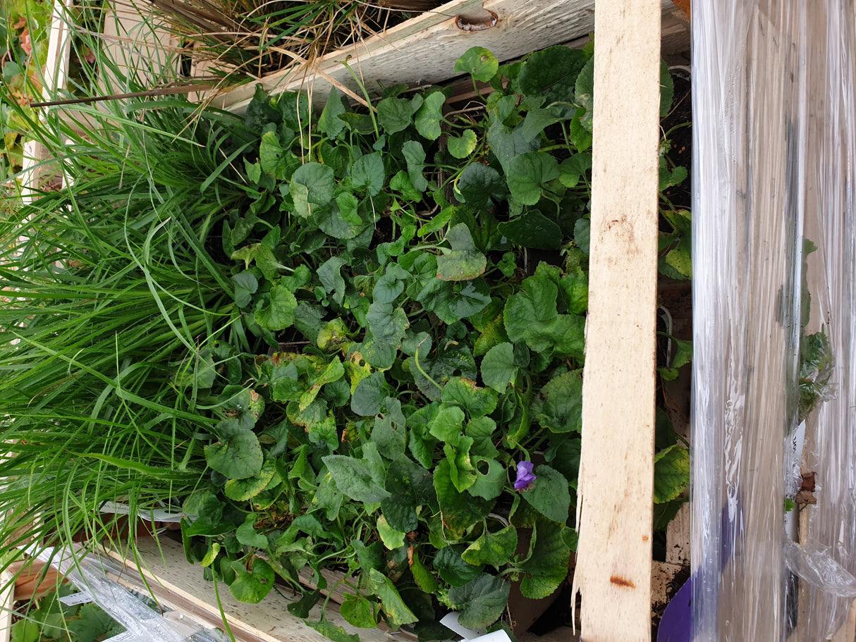 Garten-Duft-Veilchen Versand; Einsatz: Steingärten, duftend;;hier kaufen