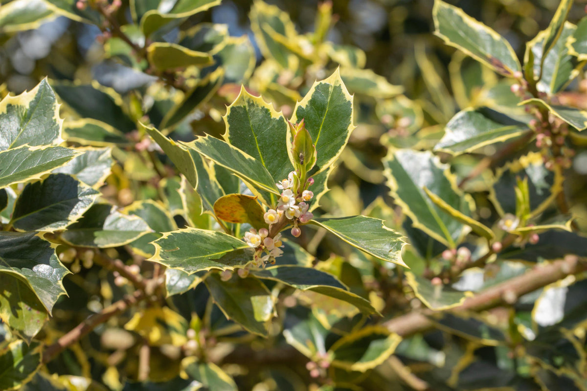 Ilex aquif.'Rubricaulis Aurea' (Gelbbunte Stechpalme 'Rubricaulis Aurea')  hier gnstig kaufen  Mitteldeutsche-Baumschulen