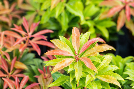 Pieris japonica 'Mountain Fire'; immergrün; verfügbar in 9 Größen und Varianten;;ab 23,60 Euro