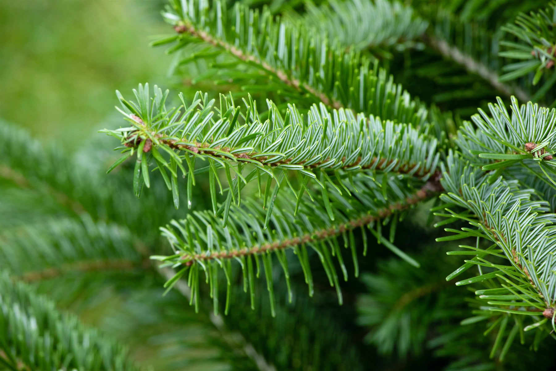 Abies nordmanniana (Nordmannstanne)