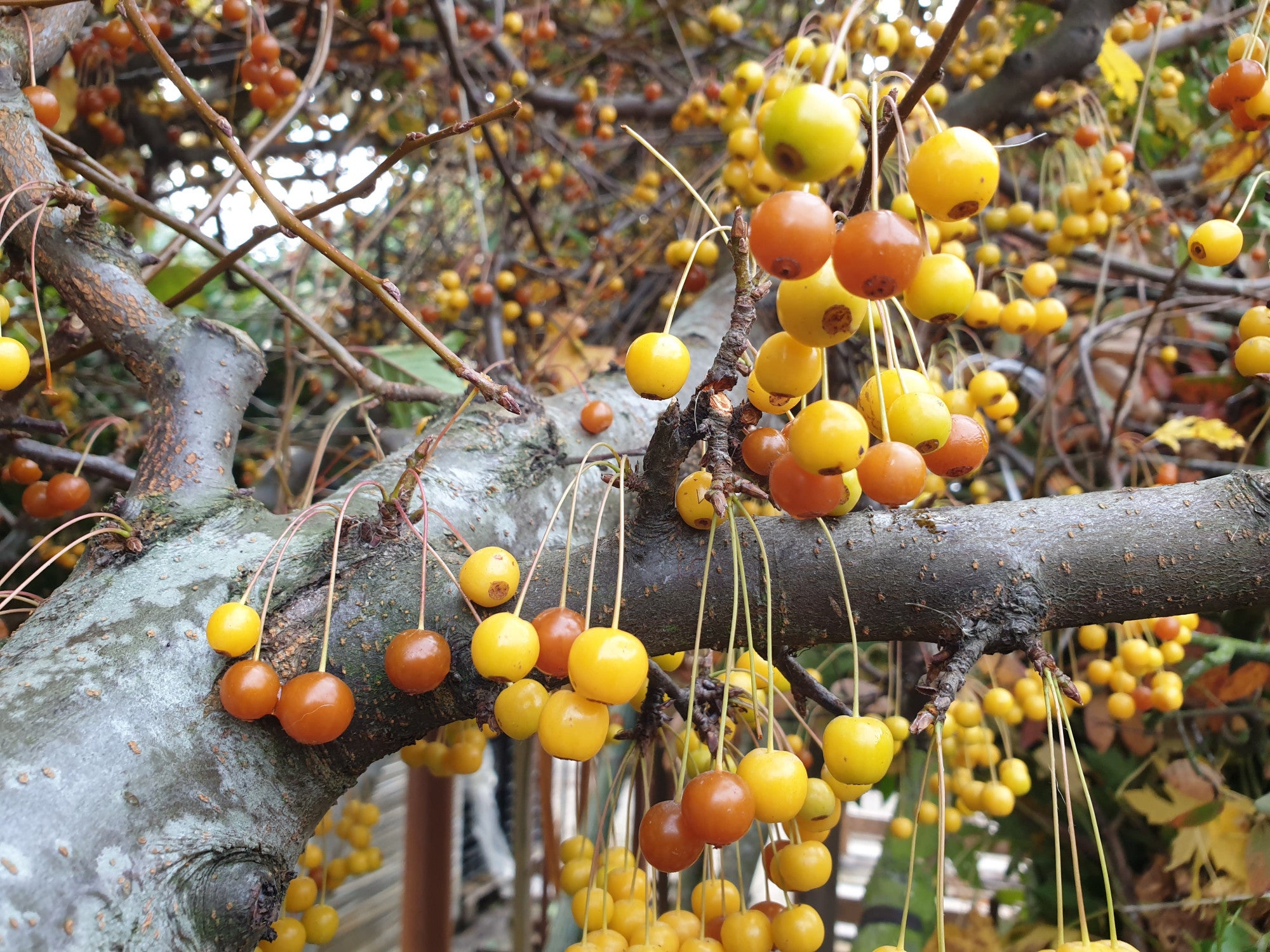 Malus toringo (Toringo-Apfel)