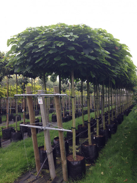 Catalpa bignonioides 'Nana'; kompakte Wuchsform; verfügbar in 10 Größen und Varianten;;ab 325,00 Euro